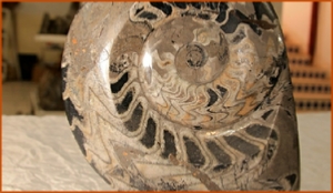 Fossils Erfoud in Morocco,marble fossils,quality products ,Achour fossils Fossils Erfoud in Morocco,marble fossils,quality products ,Achour fossils