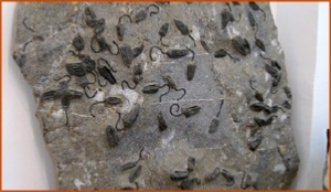 Fossils Erfoud in Morocco,marble fossils,quality products ,Achour fossils Fossils Erfoud in Morocco,marble fossils,quality products ,Achour fossils