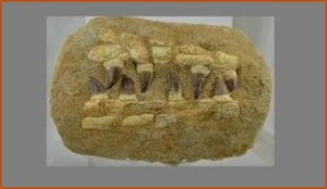 Fossils Erfoud in Morocco,marble fossils,quality products ,Achour fossils Fossils Erfoud in Morocco,marble fossils,quality products ,Achour fossils