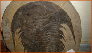 Fossils Erfoud in Morocco,marble fossils,quality products ,Achour fossils Fossils Erfoud in Morocco,marble fossils,quality products ,Achour fossils