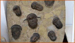 Fossils Erfoud in Morocco,marble fossils,quality products ,Achour fossils Fossils Erfoud in Morocco,marble fossils,quality products ,Achour fossils