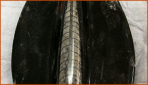 Fossils Erfoud in Morocco,marble fossils,quality products ,Achour fossils Fossils Erfoud in Morocco,marble fossils,quality products ,Achour fossils