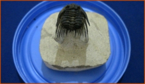 Fossils Erfoud in Morocco,marble fossils,quality products ,Achour fossils Fossils Erfoud in Morocco,marble fossils,quality products ,Achour fossils