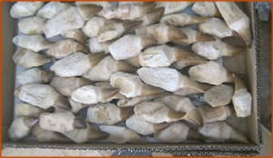 Fossils Erfoud in Morocco,marble fossils,quality products ,Achour fossils Fossils Erfoud in Morocco,marble fossils,quality products ,Achour fossils