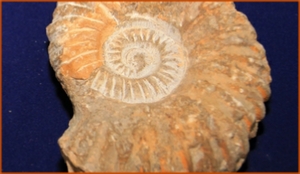 Fossils Erfoud in Morocco,marble fossils,quality products ,Achour fossils Fossils Erfoud in Morocco,marble fossils,quality products ,Achour fossils