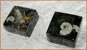Fossils Erfoud in Morocco,marble fossils,quality products ,Achour fossils Fossils Erfoud in Morocco,marble fossils,quality products ,Achour fossils