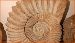 Fossils Erfoud in Morocco,marble fossils,quality products ,Achour fossils Fossils Erfoud in Morocco,marble fossils,quality products ,Achour fossils