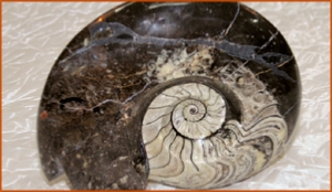 Fossils Erfoud in Morocco,marble fossils,quality products ,Achour fossils Fossils Erfoud in Morocco,marble fossils,quality products ,Achour fossils