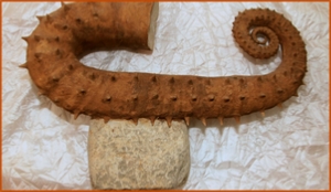 Fossils Erfoud in Morocco,marble fossils,quality products ,Achour fossils Fossils Erfoud in Morocco,marble fossils,quality products ,Achour fossils
