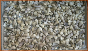 Fossils Erfoud in Morocco,marble fossils,quality products ,Achour fossils Fossils Erfoud in Morocco,marble fossils,quality products ,Achour fossils