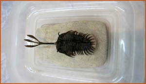 Fossils Erfoud in Morocco,marble fossils,quality products ,Achour fossils Fossils Erfoud in Morocco,marble fossils,quality products ,Achour fossils