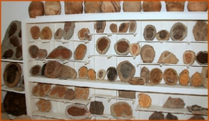 Fossils Erfoud in Morocco,marble fossils,quality products ,Achour fossils Fossils Erfoud in Morocco,marble fossils,quality products ,Achour fossils