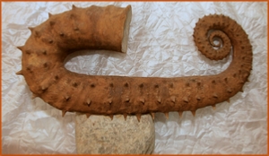 Fossils Erfoud in Morocco,marble fossils,quality products ,Achour fossils Fossils Erfoud in Morocco,marble fossils,quality products ,Achour fossils