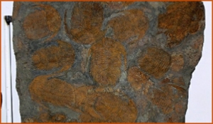Fossils Erfoud in Morocco,marble fossils,quality products ,Achour fossils Fossils Erfoud in Morocco,marble fossils,quality products ,Achour fossils