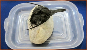 Fossils Erfoud in Morocco,marble fossils,quality products ,Achour fossils Fossils Erfoud in Morocco,marble fossils,quality products ,Achour fossils