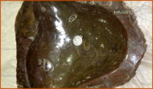 Fossils Erfoud in Morocco,marble fossils,quality products ,Achour fossils Fossils Erfoud in Morocco,marble fossils,quality products ,Achour fossils
