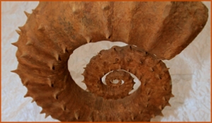 Fossils Erfoud in Morocco,marble fossils,quality products ,Achour fossils Fossils Erfoud in Morocco,marble fossils,quality products ,Achour fossils