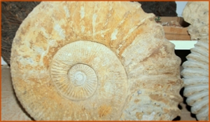 Fossils Erfoud in Morocco,marble fossils,quality products ,Achour fossils Fossils Erfoud in Morocco,marble fossils,quality products ,Achour fossils
