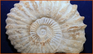 Fossils Erfoud in Morocco,marble fossils,quality products ,Achour fossils Fossils Erfoud in Morocco,marble fossils,quality products ,Achour fossils