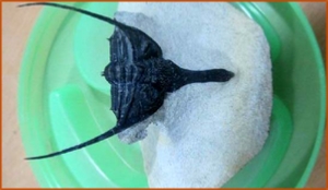 Fossils Erfoud in Morocco,marble fossils,quality products ,Achour fossils Fossils Erfoud in Morocco,marble fossils,quality products ,Achour fossils