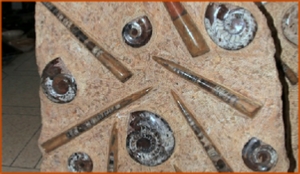 Fossils Erfoud in Morocco,marble fossils,quality products ,Achour fossils Fossils Erfoud in Morocco,marble fossils,quality products ,Achour fossils