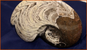 Fossils Erfoud in Morocco,marble fossils,quality products ,Achour fossils Fossils Erfoud in Morocco,marble fossils,quality products ,Achour fossils