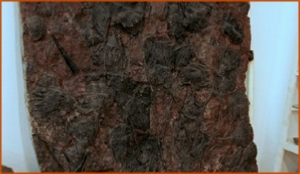 Fossils Erfoud in Morocco,marble fossils,quality products ,Achour fossils Fossils Erfoud in Morocco,marble fossils,quality products ,Achour fossils