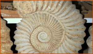 Fossils Erfoud in Morocco,marble fossils,quality products ,Achour fossils Fossils Erfoud in Morocco,marble fossils,quality products ,Achour fossils
