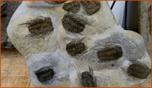 Fossils Erfoud in Morocco,marble fossils,quality products ,Achour fossils Fossils Erfoud in Morocco,marble fossils,quality products ,Achour fossils