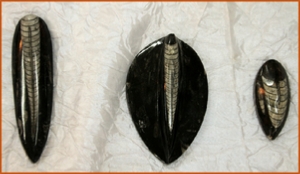 Fossils Erfoud in Morocco,marble fossils,quality products ,Achour fossils Fossils Erfoud in Morocco,marble fossils,quality products ,Achour fossils
