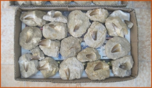 Fossils Erfoud in Morocco,marble fossils,quality products ,Achour fossils Fossils Erfoud in Morocco,marble fossils,quality products ,Achour fossils