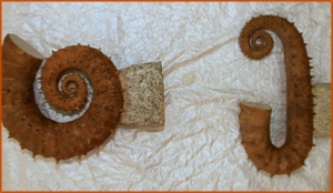 Fossils Erfoud in Morocco,marble fossils,quality products ,Achour fossils Fossils Erfoud in Morocco,marble fossils,quality products ,Achour fossils