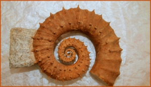 Fossils Erfoud in Morocco,marble fossils,quality products ,Achour fossils Fossils Erfoud in Morocco,marble fossils,quality products ,Achour fossils