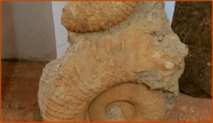 Fossils Erfoud in Morocco,marble fossils,quality products ,Achour fossils Fossils Erfoud in Morocco,marble fossils,quality products ,Achour fossils