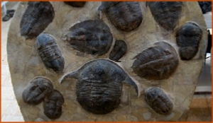 Fossils Erfoud in Morocco,marble fossils,quality products ,Achour fossils Fossils Erfoud in Morocco,marble fossils,quality products ,Achour fossils