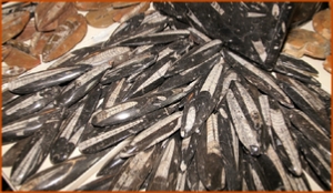 Fossils Erfoud in Morocco,marble fossils,quality products ,Achour fossils Fossils Erfoud in Morocco,marble fossils,quality products ,Achour fossils