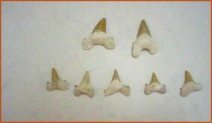 Fossils Erfoud in Morocco,marble fossils,quality products ,Achour fossils Fossils Erfoud in Morocco,marble fossils,quality products ,Achour fossils