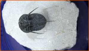 Fossils Erfoud in Morocco,marble fossils,quality products ,Achour fossils Fossils Erfoud in Morocco,marble fossils,quality products ,Achour fossils