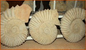 Fossils Erfoud in Morocco,marble fossils,quality products ,Achour fossils Fossils Erfoud in Morocco,marble fossils,quality products ,Achour fossils