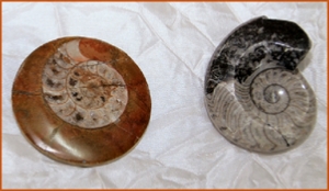 Fossils Erfoud in Morocco,marble fossils,quality products ,Achour fossils Fossils Erfoud in Morocco,marble fossils,quality products ,Achour fossils