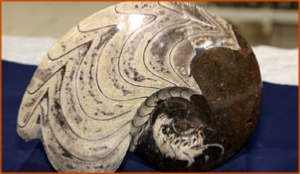 Fossils Erfoud in Morocco,marble fossils,quality products ,Achour fossils Fossils Erfoud in Morocco,marble fossils,quality products ,Achour fossils