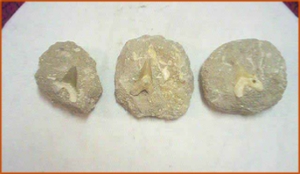 Fossils Erfoud in Morocco,marble fossils,quality products ,Achour fossils Fossils Erfoud in Morocco,marble fossils,quality products ,Achour fossils