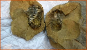 Fossils Erfoud in Morocco,marble fossils,quality products ,Achour fossils Fossils Erfoud in Morocco,marble fossils,quality products ,Achour fossils