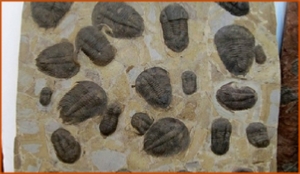 Fossils Erfoud in Morocco,marble fossils,quality products ,Achour fossils Fossils Erfoud in Morocco,marble fossils,quality products ,Achour fossils