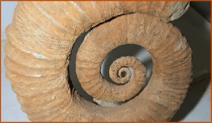 Fossils Erfoud in Morocco,marble fossils,quality products ,Achour fossils Fossils Erfoud in Morocco,marble fossils,quality products ,Achour fossils