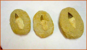 Fossils Erfoud in Morocco,marble fossils,quality products ,Achour fossils Fossils Erfoud in Morocco,marble fossils,quality products ,Achour fossils