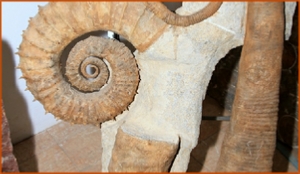 Fossils Erfoud in Morocco,marble fossils,quality products ,Achour fossils Fossils Erfoud in Morocco,marble fossils,quality products ,Achour fossils