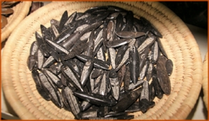 Fossils Erfoud in Morocco,marble fossils,quality products ,Achour fossils Fossils Erfoud in Morocco,marble fossils,quality products ,Achour fossils