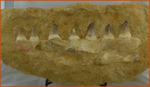 Fossils Erfoud in Morocco,marble fossils,quality products ,Achour fossils Fossils Erfoud in Morocco,marble fossils,quality products ,Achour fossils