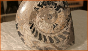 Fossils Erfoud in Morocco,marble fossils,quality products ,Achour fossils Fossils Erfoud in Morocco,marble fossils,quality products ,Achour fossils